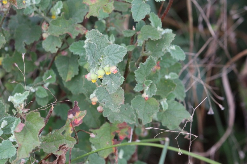 Hermannia umbratica photo 3