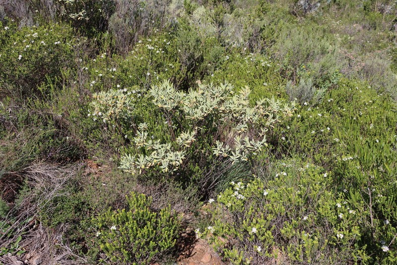 Hermannia velutina photo 2