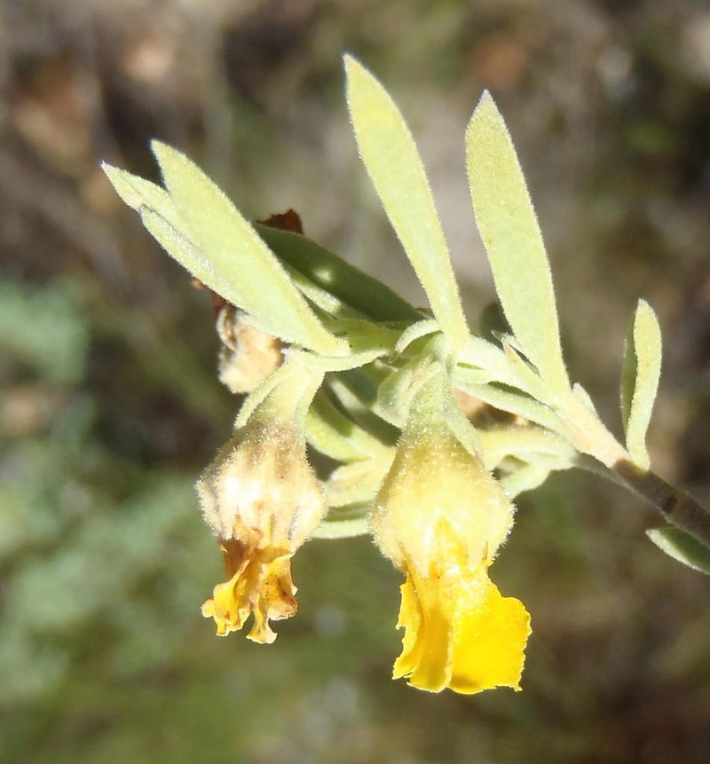 Hermannia velutina photo 3