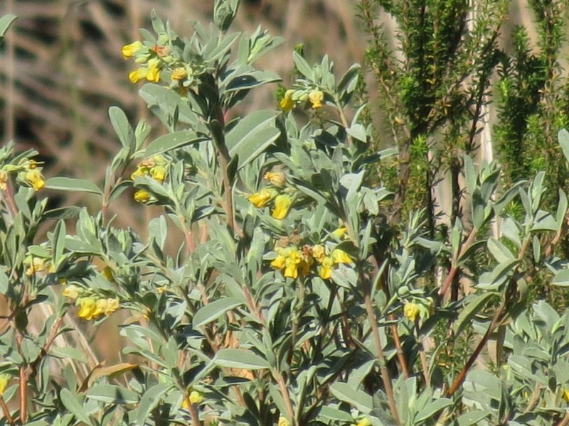 Hermannia velutina photo 4