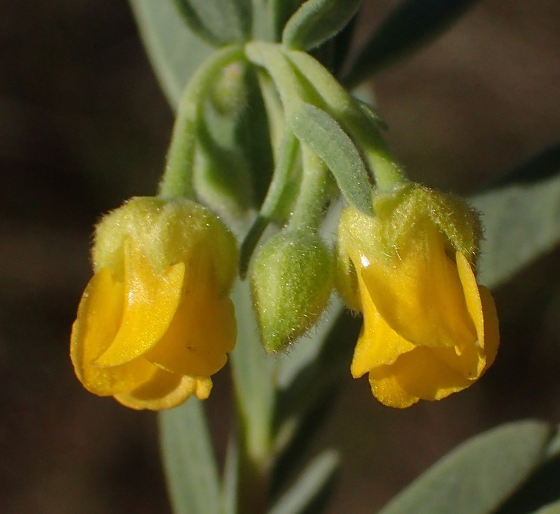 Hermannia velutina photo 5