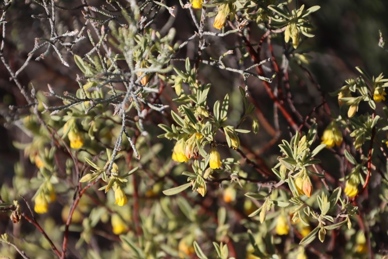 Hermannia velutina photo 6