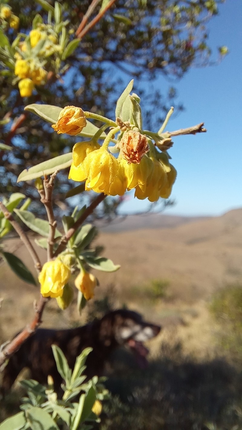 Hermannia velutina photo 8