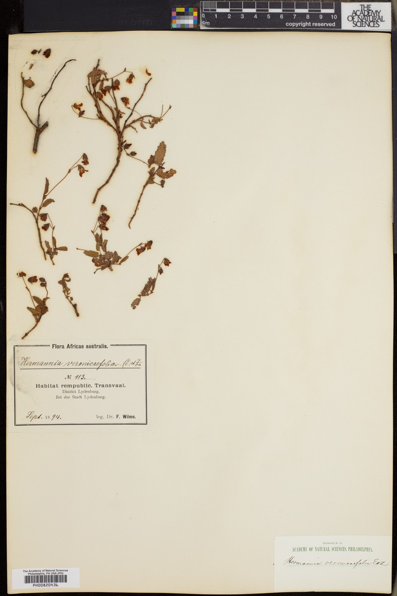 Hermannia veronicifolia