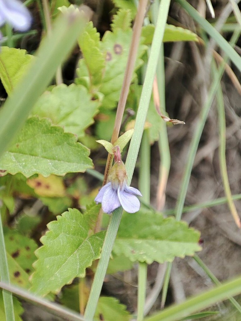 Hermannia violacea photo 2