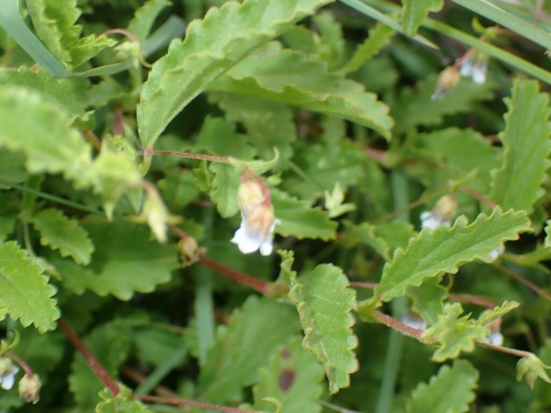 Hermannia violacea photo 3