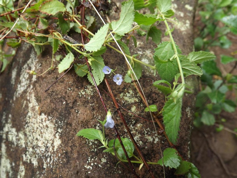 Hermannia violacea photo 4