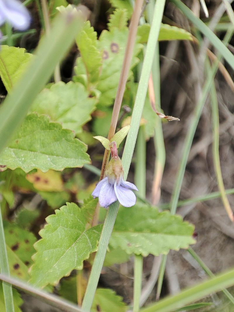 Hermannia violacea photo 5