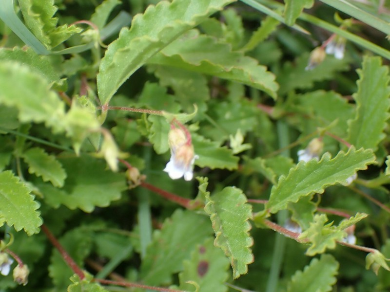 Hermannia violacea photo 6