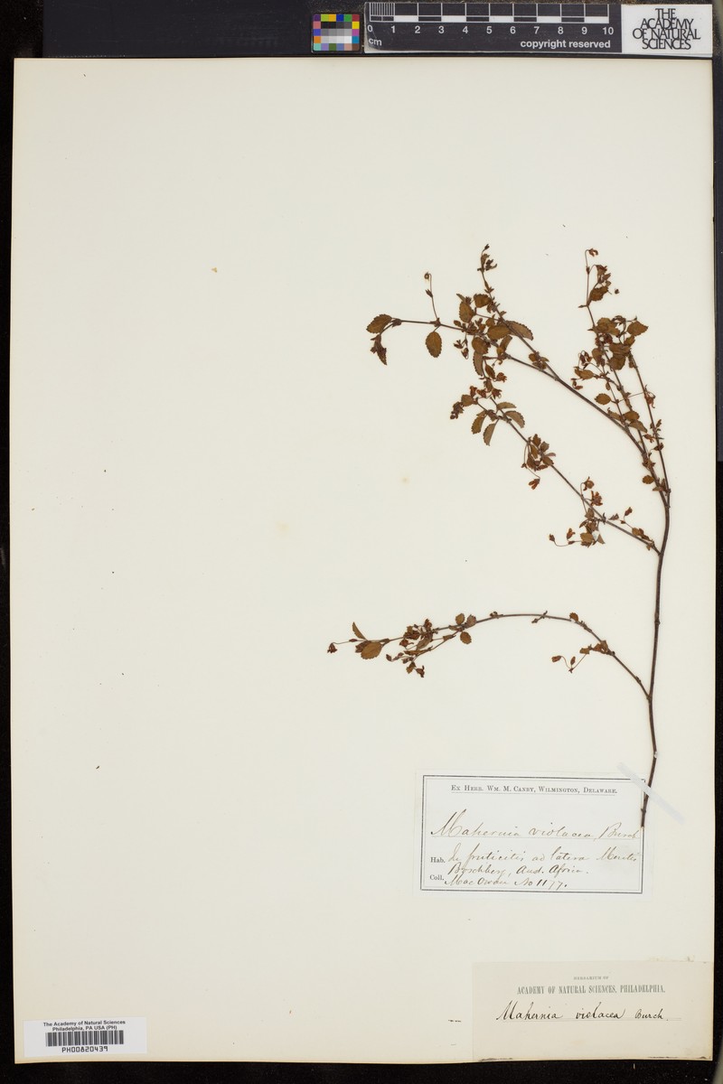 Hermannia violacea photo 7