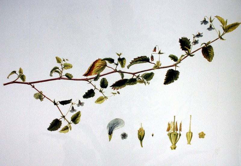 Hermannia violacea