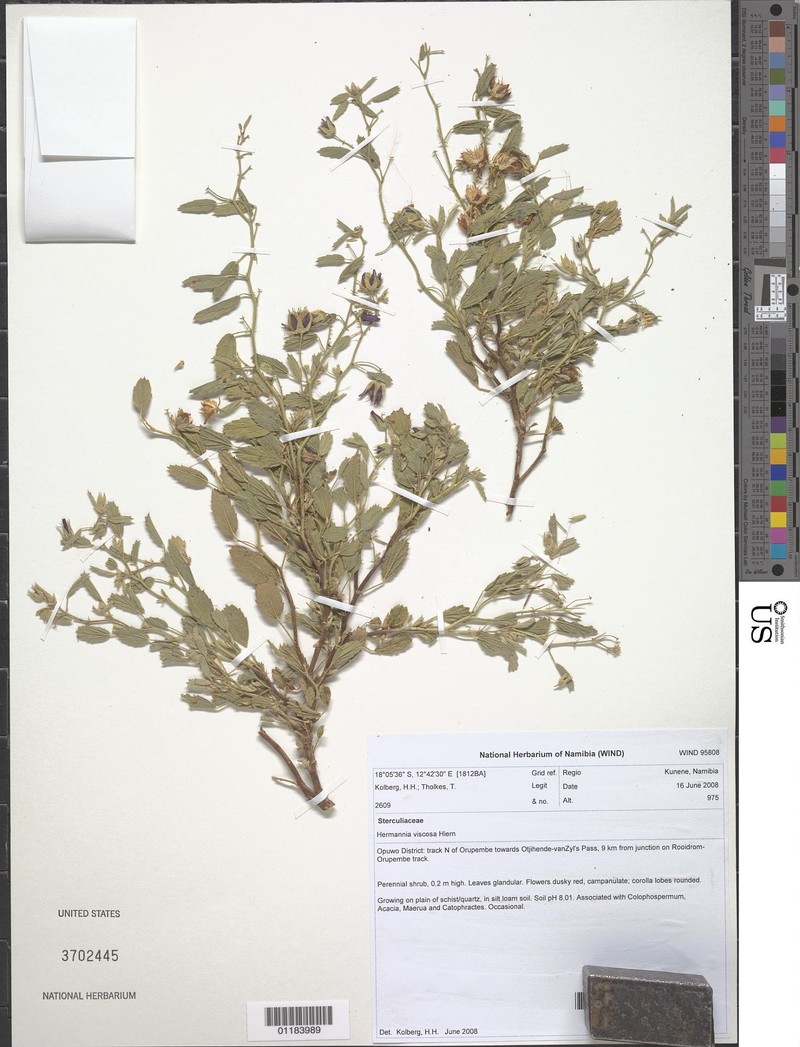 Hermannia viscosa