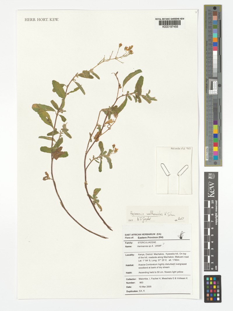 Hermannia waltherioides