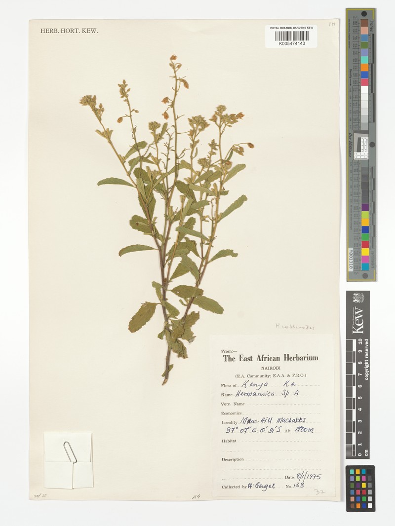 Hermannia waltherioides photo 2