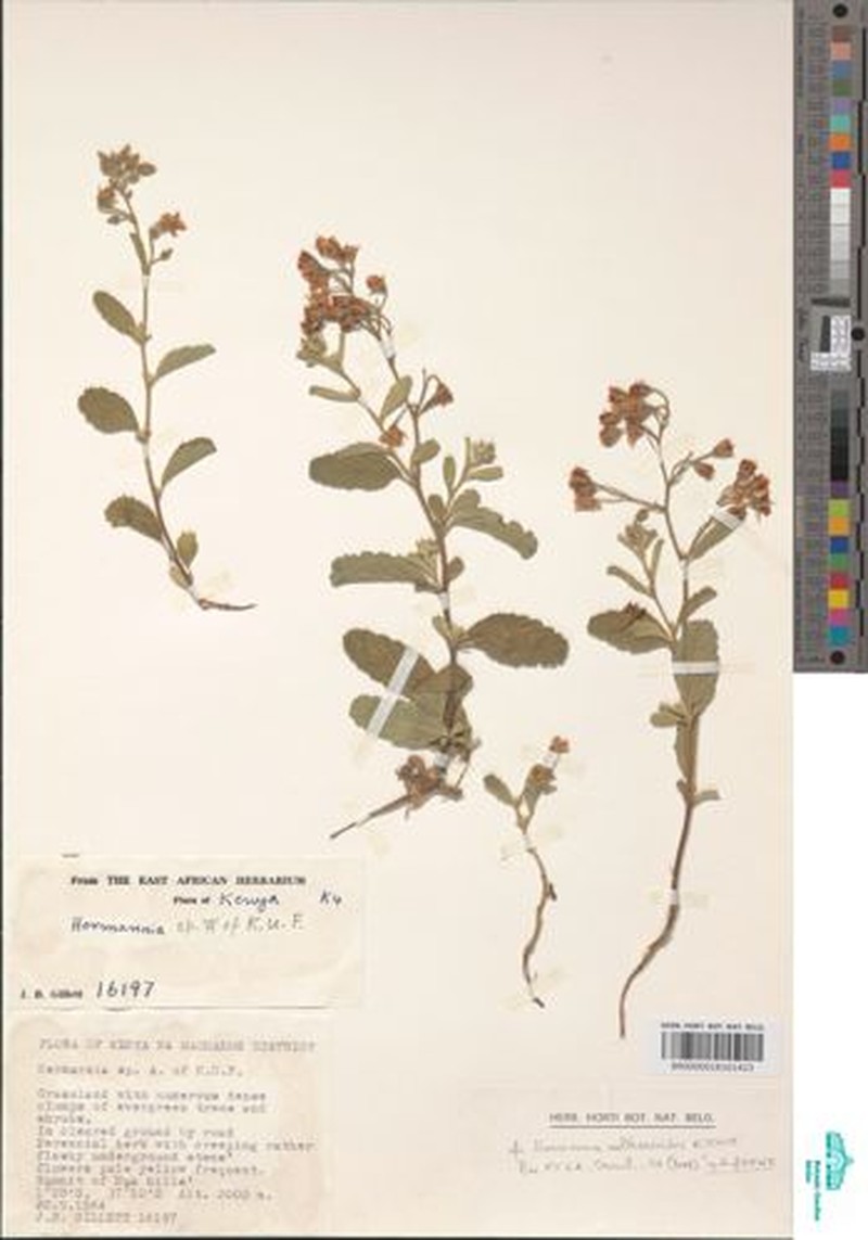 Hermannia waltherioides photo 3