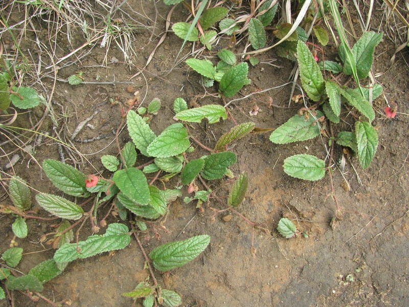 Hermannia woodii