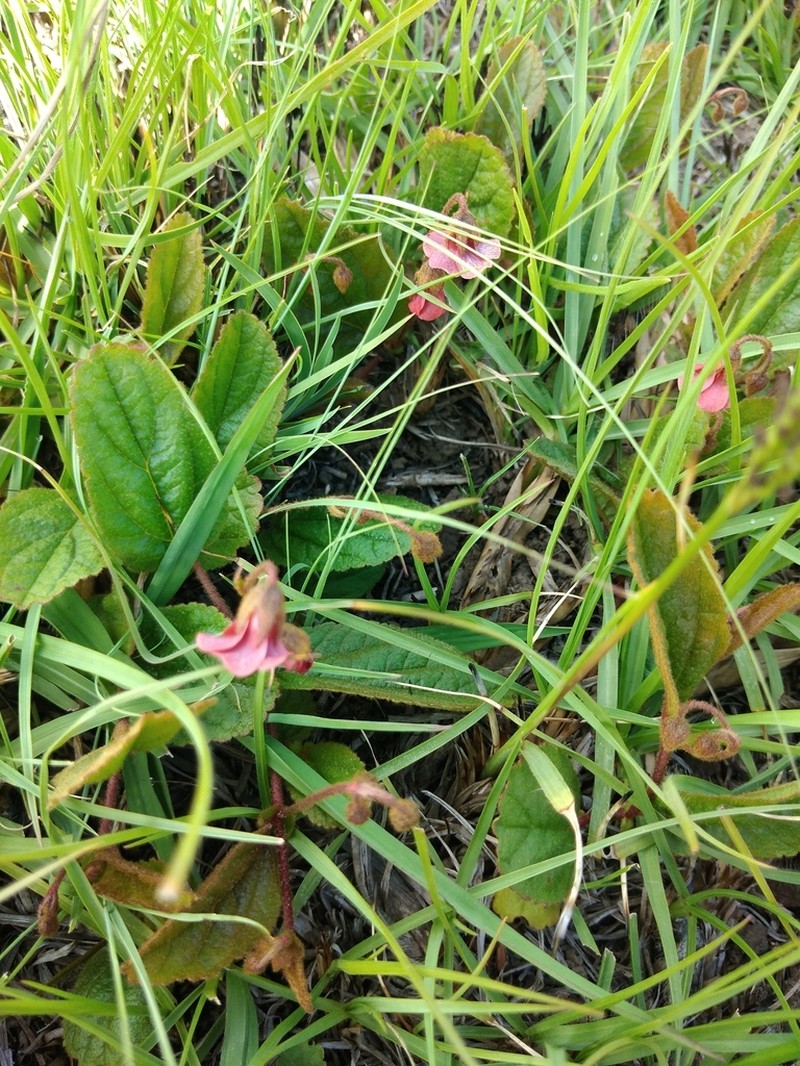 Hermannia woodii photo 2