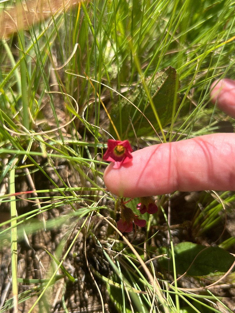 Hermannia woodii photo 3