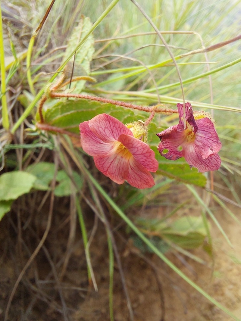 Hermannia woodii photo 5