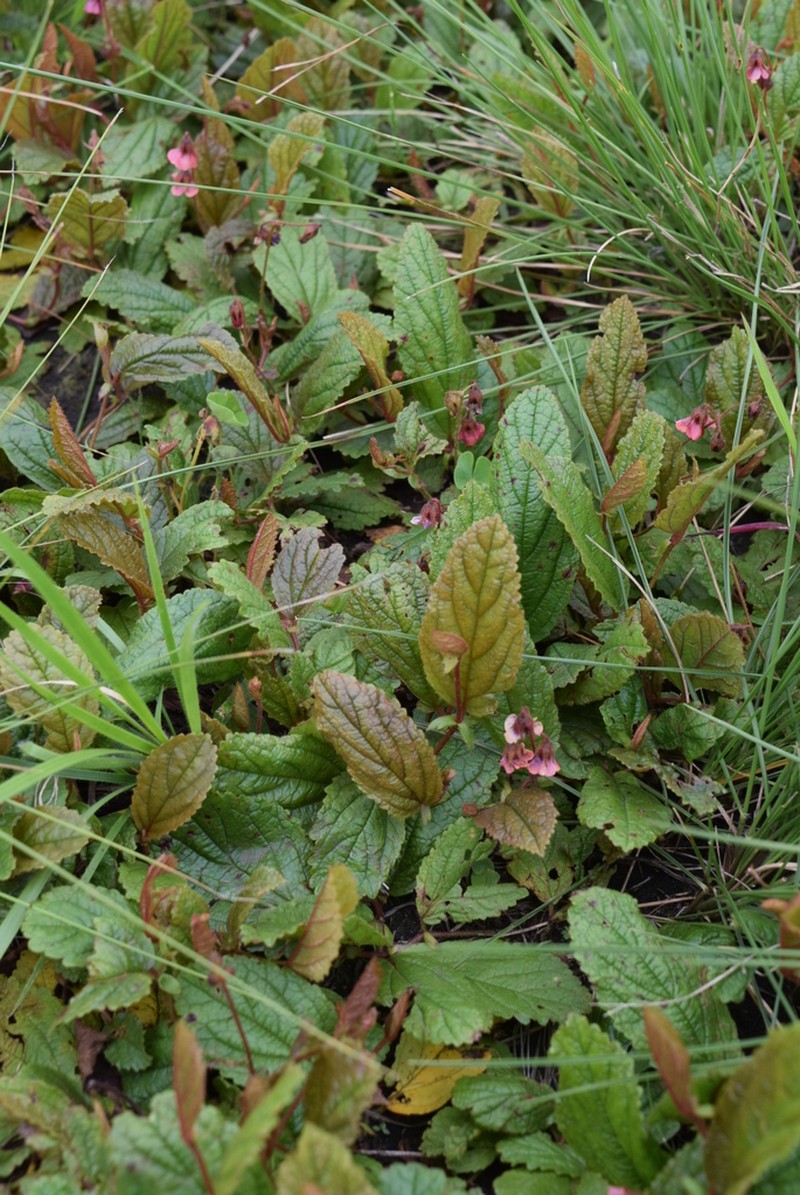 Hermannia woodii photo 6