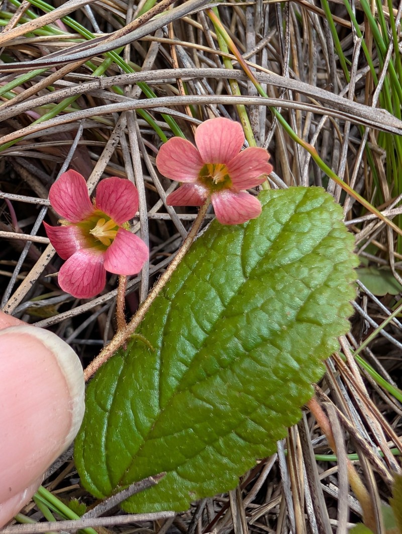 Hermannia woodii photo 8