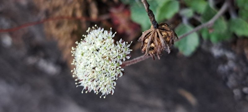 Hermas capitata