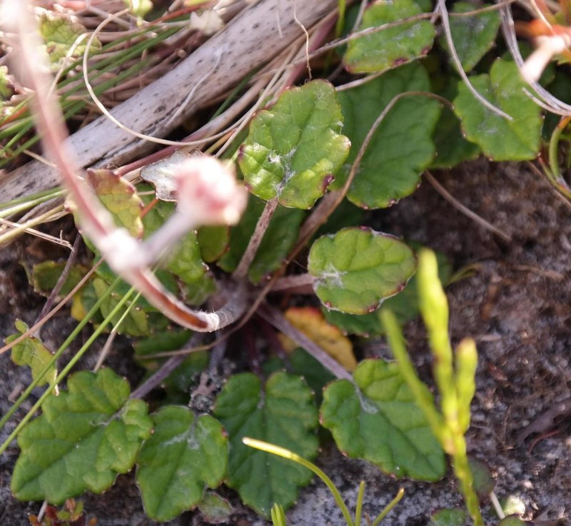 Hermas capitata photo 3