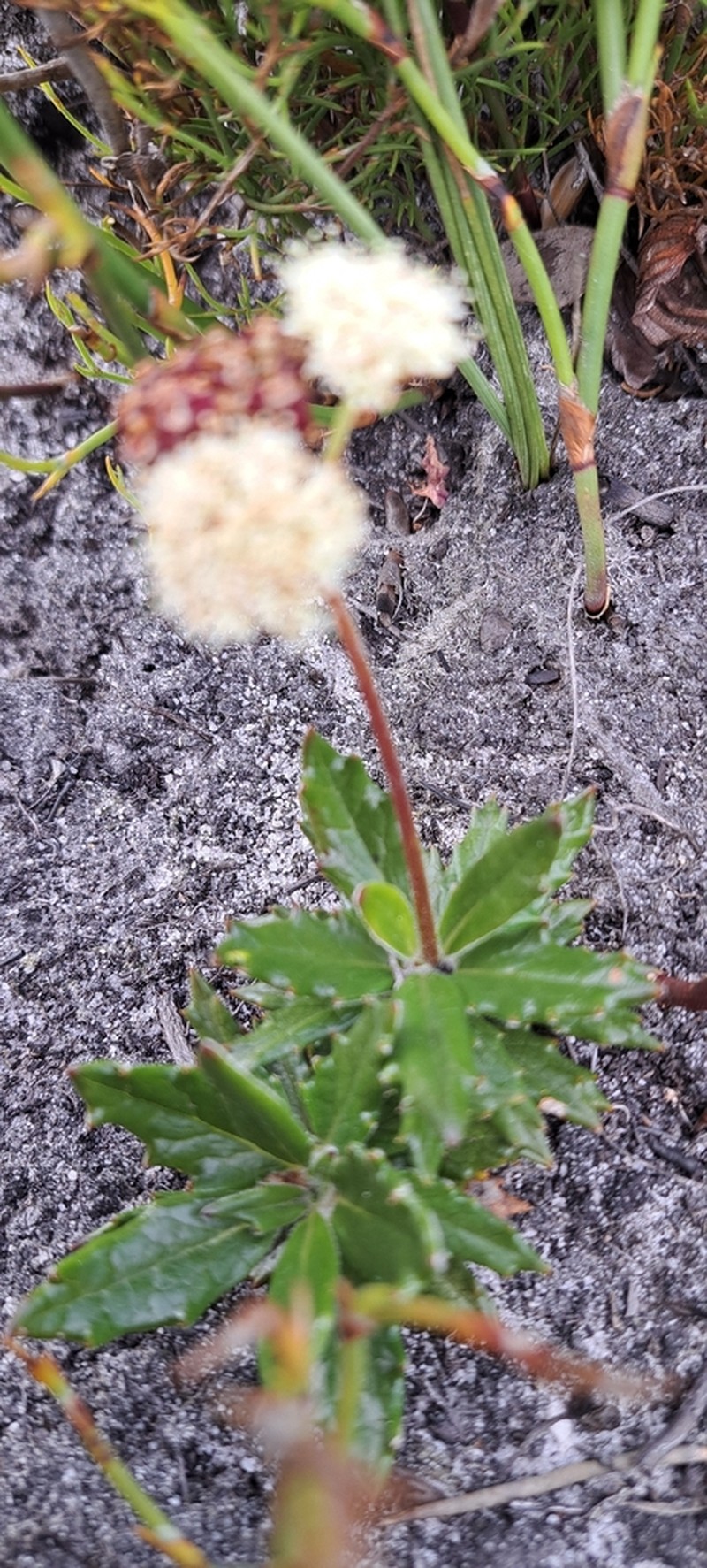 Hermas capitata photo 4