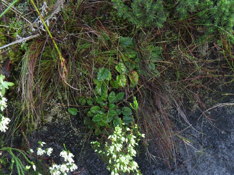 Hermas capitata photo 5