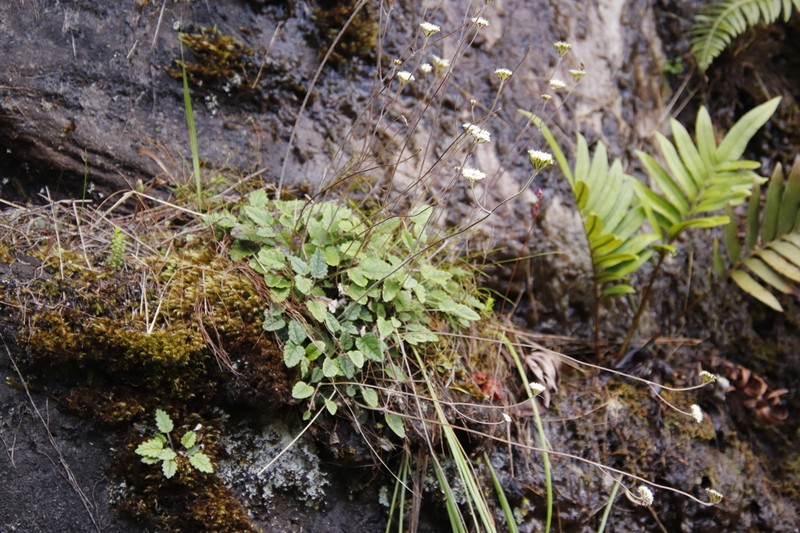 Hermas capitata photo 6