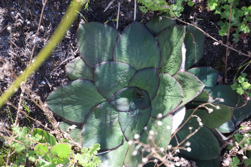Hermas ciliata