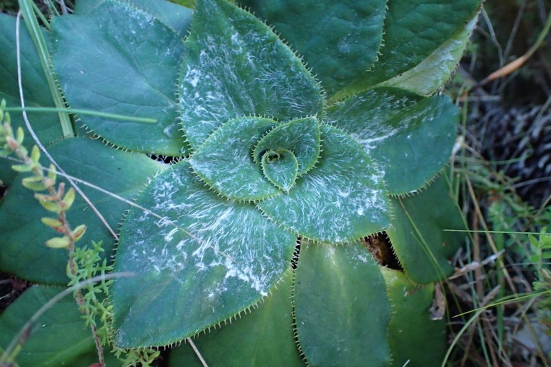 Hermas ciliata photo 2