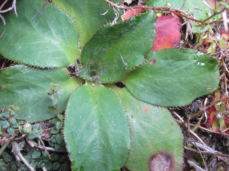 Hermas ciliata photo 6
