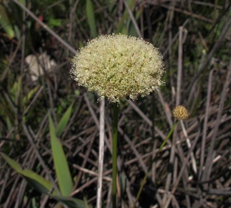 Hermas ciliata photo 7