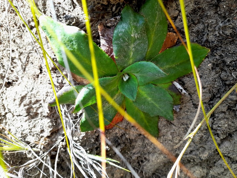 Hermas ciliata photo 8