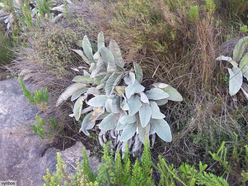 Hermas gigantea