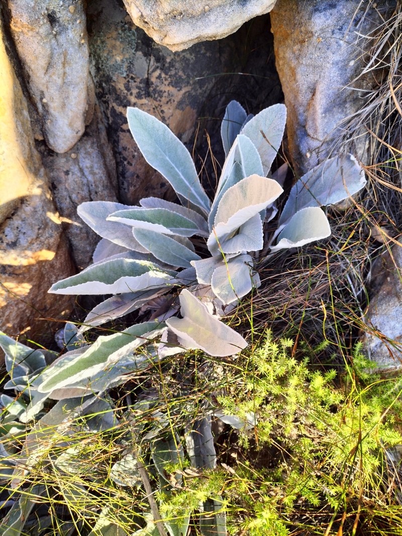 Hermas gigantea photo 2