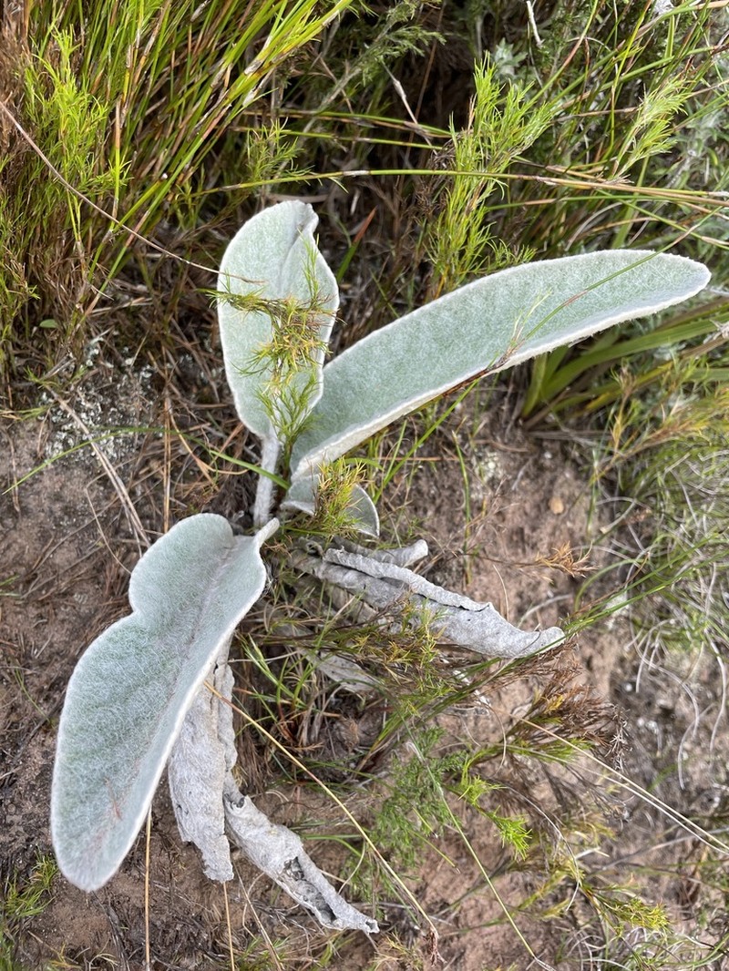 Hermas gigantea photo 3