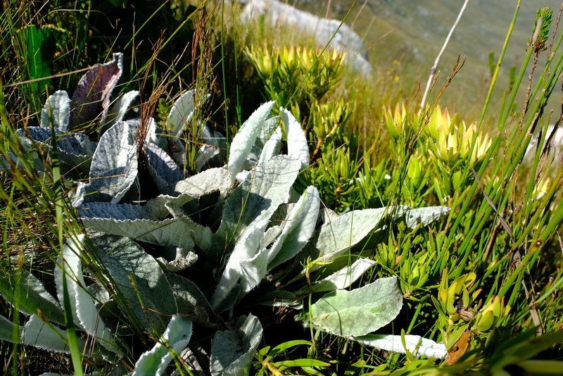 Hermas gigantea photo 4