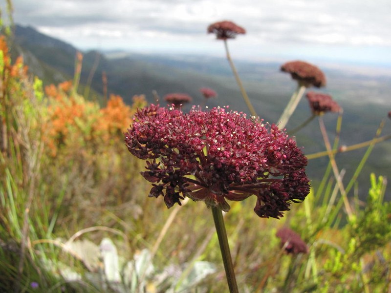 Hermas gigantea photo 5