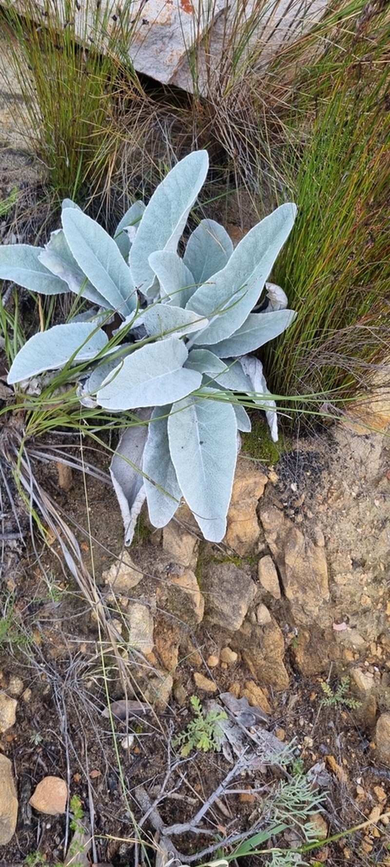 Hermas gigantea photo 6