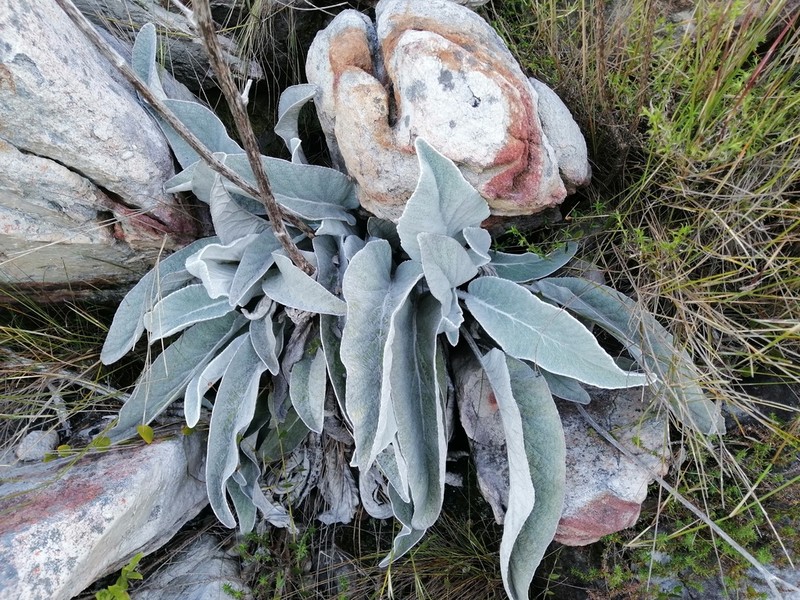 Hermas gigantea photo 7