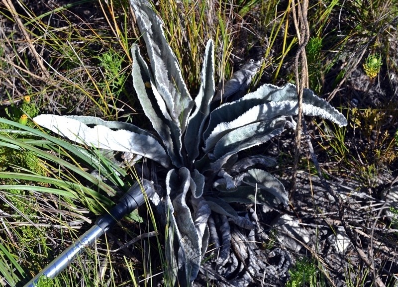 Hermas gigantea photo 8
