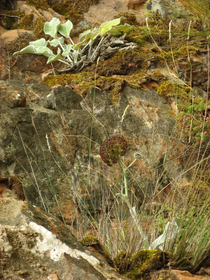 Hermas intermedia photo 5