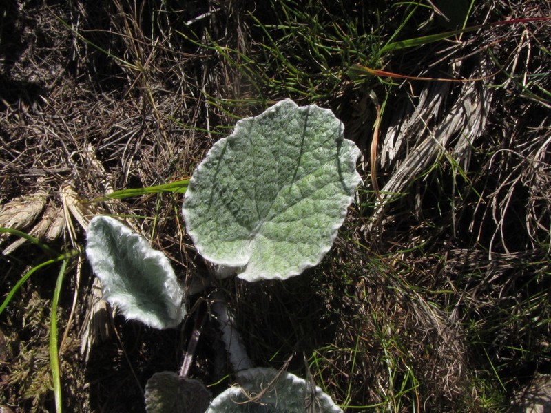 Hermas lanata photo 4