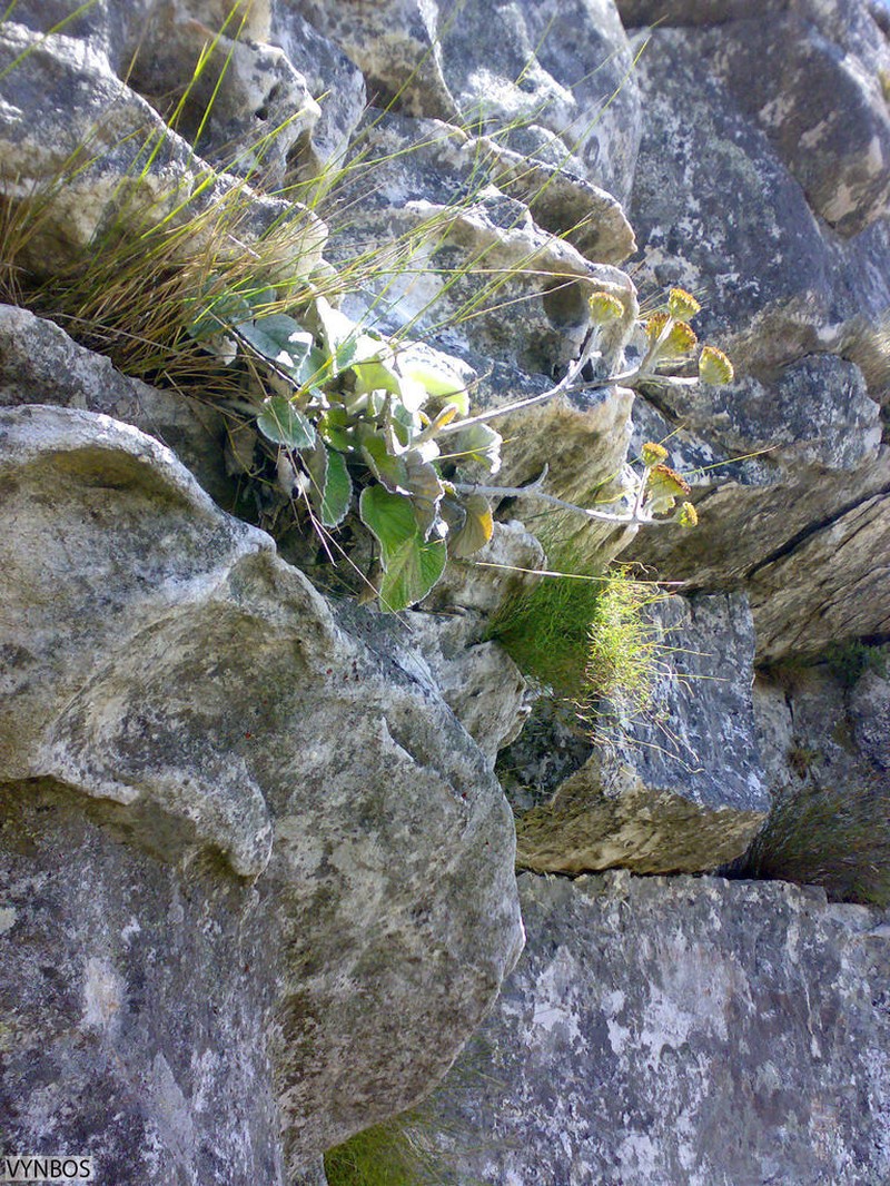 Hermas lanata photo 5