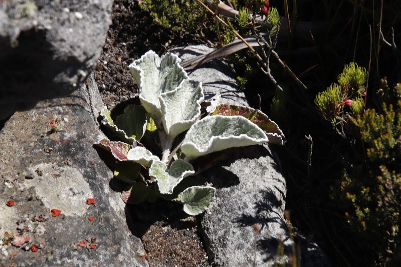 Hermas lanata photo 6