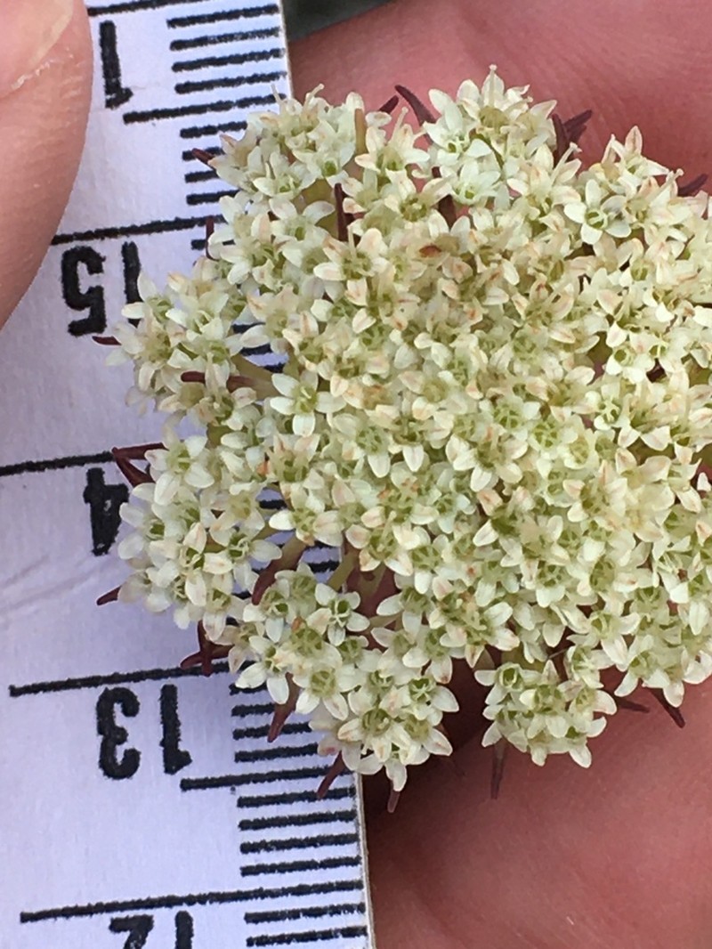 Hermas quercifolia