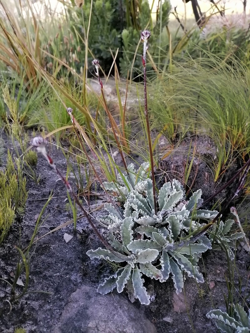 Hermas quercifolia photo 2