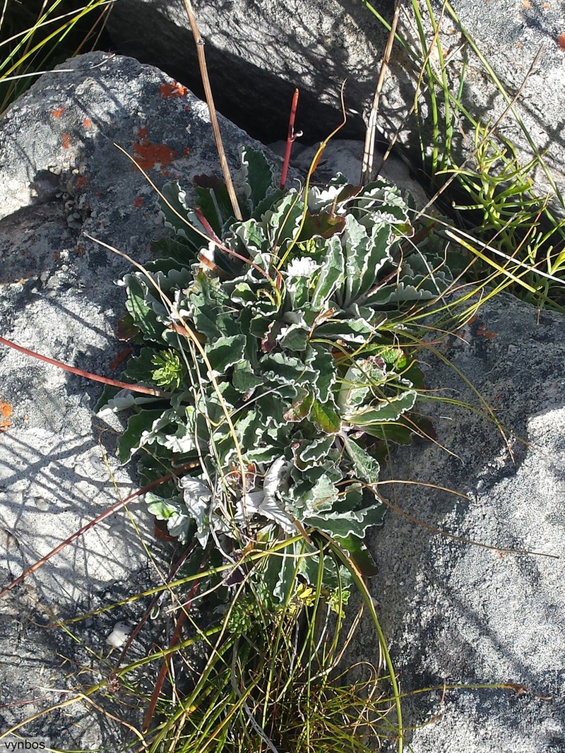 Hermas quercifolia photo 3